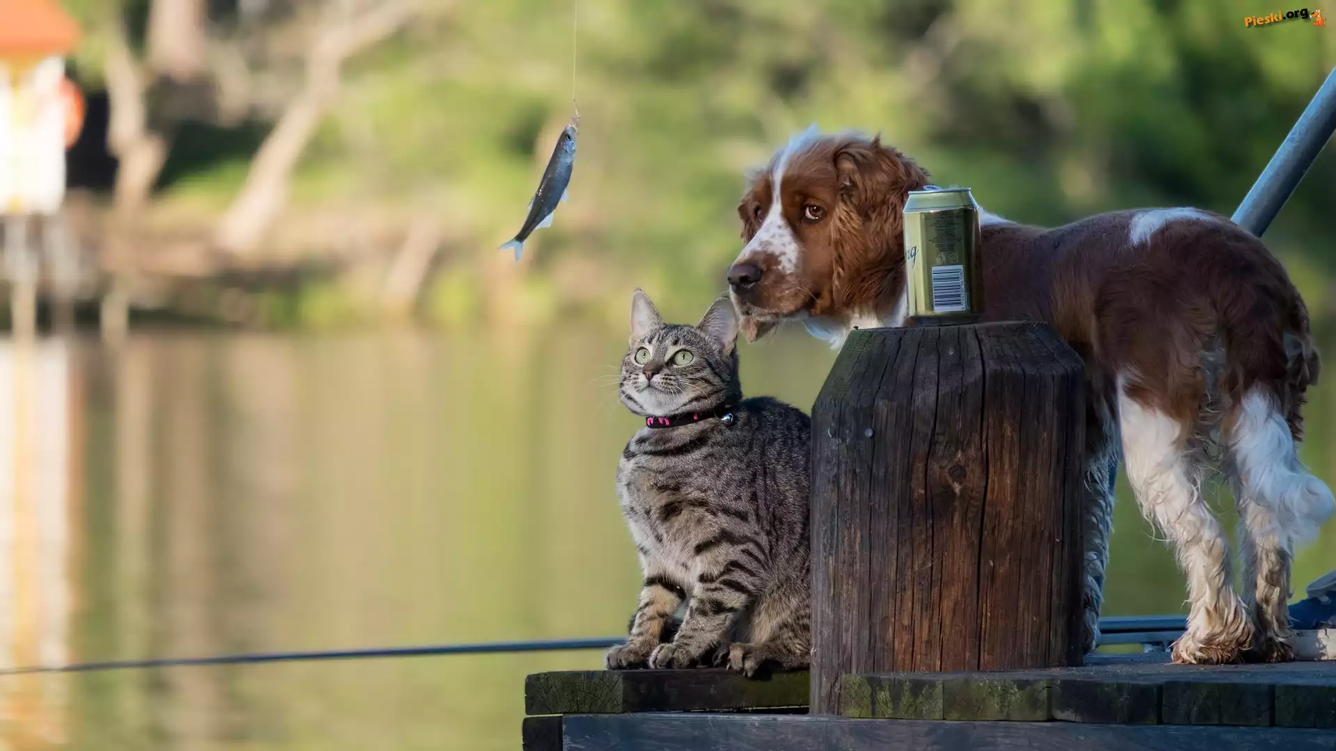 Rybka, Kładka, Kot, Wędka, Puszka Springer spaniel angielski