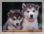 Szczeniaki, Alaskan Malamute