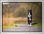 Border collie, Pies, Biało-czarny, Kładka