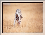 ka, Pies, Border collie, Trawy
