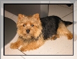 czarno-rudy, Norwich terrier