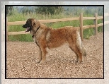 ogrodzenie, drewniane, Leonberger