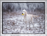 Golden Retriever, Zabawka, Pies, Szczeniak, Śnieg