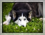 Siberian Husky, Roślinność