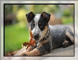 Australian cattle dog