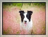 Jęzor, Trawa, Pies, Border Collie