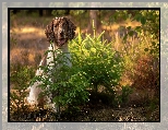 Świerki, Pies, Łąka, Las, Springer spaniel angielski, Drzewka, Kwiaty