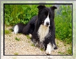 Leżący, Border collie, Rośliny