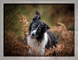 Uschnięte, Pies, Biało-czarny, Border collie, Paprocie