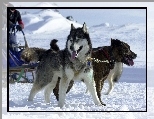 Siberian Husky, śnieg, sanie