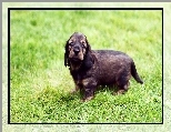 Słodki, Szczeniak, Trawa Field spaniel