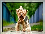 Yorkshire terrier, Pies